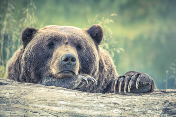 It's a fucking bear