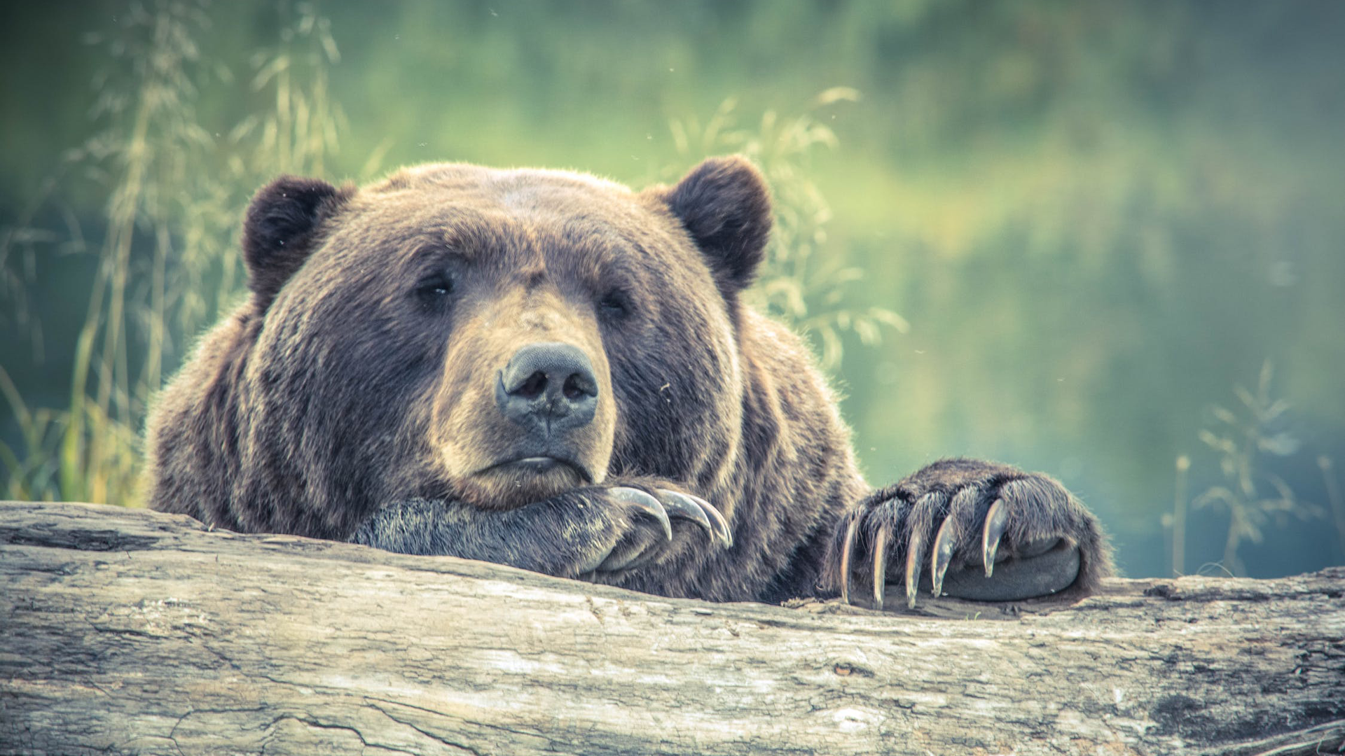 Bear tranquilized in Valencia